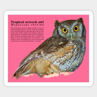 tropical screech owl under a roof black text Magnet